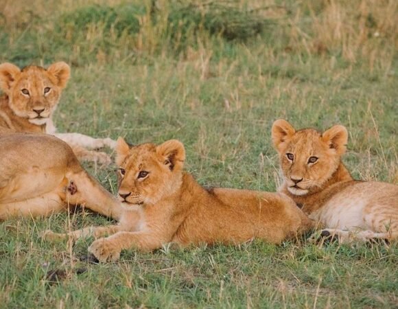 3 Days 2 Nights Serengeti And Ngorongoro Safari