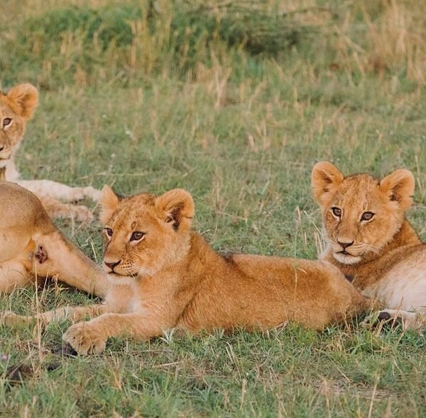 3 Days 2 Nights Serengeti And Ngorongoro Safari