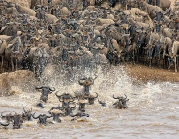 8 Days Magnificent Great Wildebeest Migration Tanzania Safari