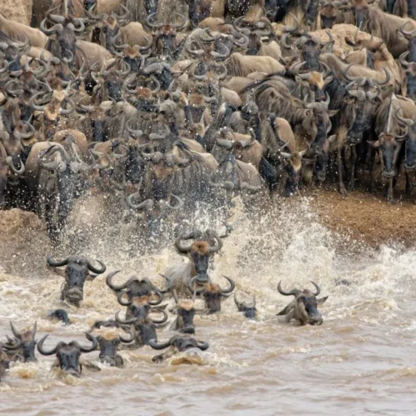 8 Days Magnificent Great Wildebeest Migration Tanzania Safari