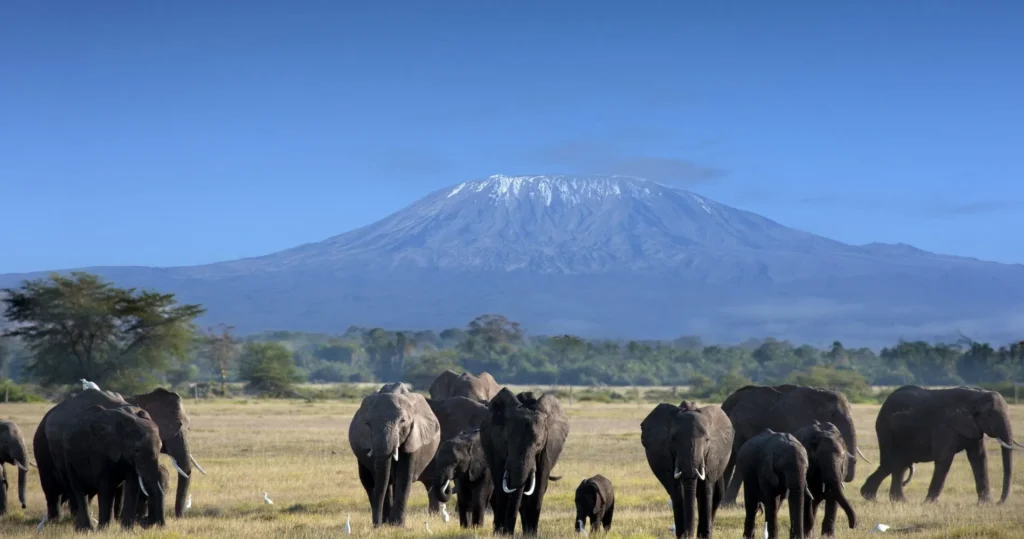 Kilimanjaro National park