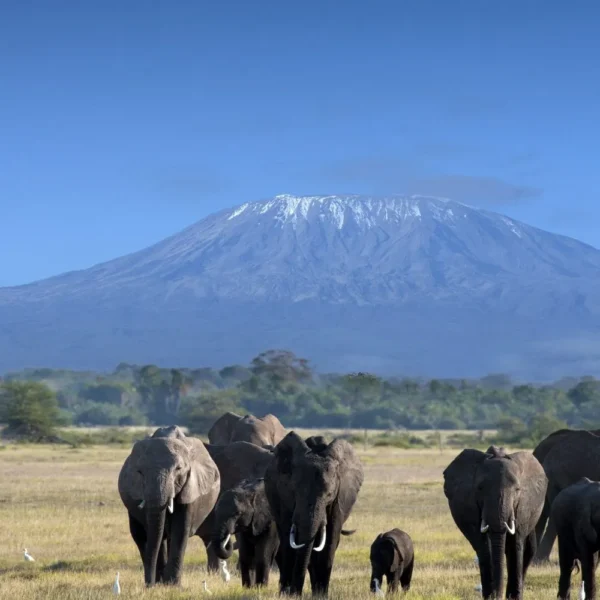 Kilimanjaro National park