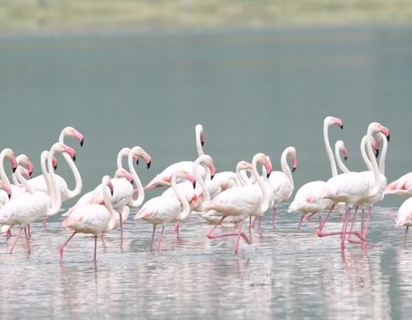 3-DAYS TARANGIRE, NGORONGORO CRATER AND LAKE EYASI SAFARI