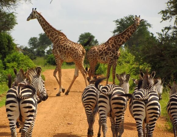 3 Days 2 Nights Serengeti And Ngorongoro Safari