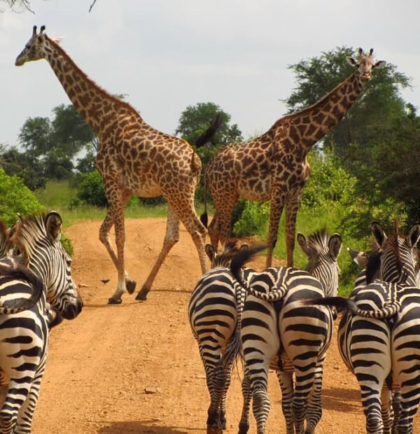 3 Days 2 Nights Serengeti And Ngorongoro Safari